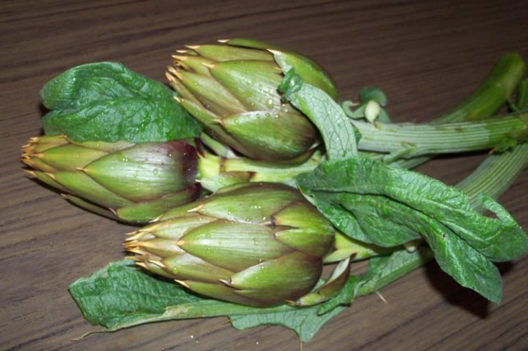 carciofi spinosi